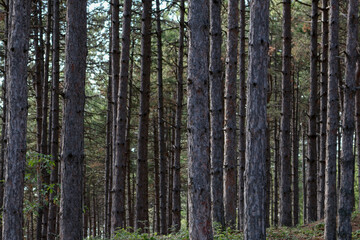 Obraz premium closeup of thin trunks of tall trees in North Macedonia
