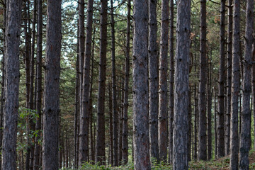 closeup of thin trunks of tall trees in North Macedonia