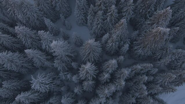 Aerial view on forest and trees covered with snow and fog at mountain.