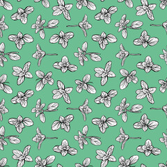 seamless pattern of basil leaves. Italian herbs.A sprig of marjoram. Basil is a fragrant and fragrant seasoning. Hand-drawn illustration