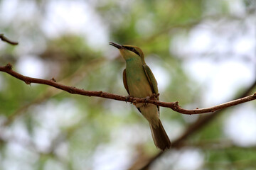 Asian green bee-eater bird is sitting on the tree branch.