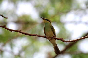 Asian green bee-eater bird is sitting on the tree branch.