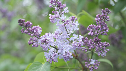 Bright natural background for your projects from violet lilac flowers against the background of green trees
