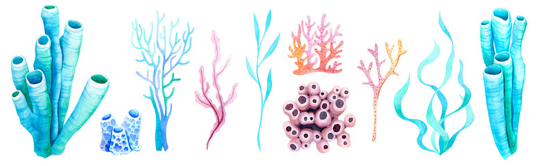 Corals and algae. © MariArtySpace