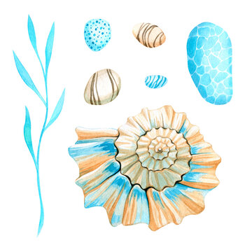 Seashell, alga and pebbles set.