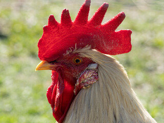 rooster in the garden on a farm
