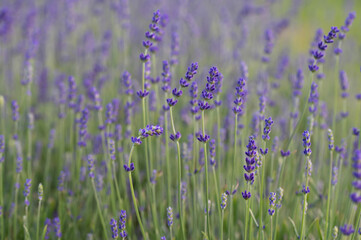 Closeup of blue Lavender blooming herbs