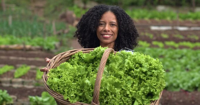 One black woman showing organic vegetables at community garden small farm. Person cultivating lettuces