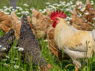 rooster and hens in the garden on a farm