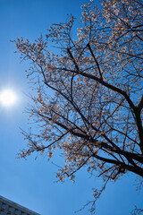 Beautiful Cherry Blossom in Tokyo