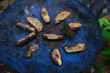 close up of dried fish
