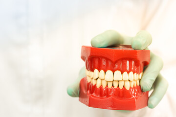 orthodontist doctor holding plastic artificial teeth model closeupl