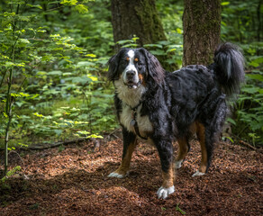 Young Bernese Mountain dog posing for a piucture