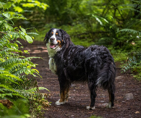 Young Bernese Mountain dog posing in the woods