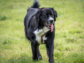 Beautiful dog having fun at the park