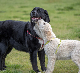 Two dogs making friends at the park
