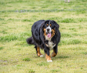 Large Bernese Mountain Dog walking in a field
