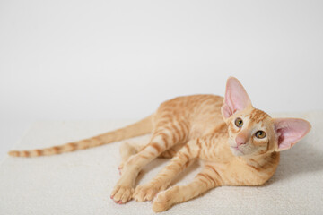 Funny large ginger kitten with beautiful big brawn eyes. Lovely cat Oriental breed lying on white...
