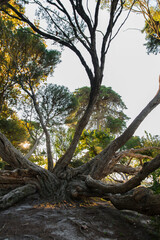 Melaleuca Armillaris is a very large tree, with large branches, originally from Australia