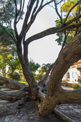 Melaleuca Armillaris is a very large tree, with large branches, originally from Australia