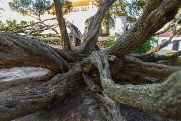 Melaleuca Armillaris is a very large tree, with large branches, originally from Australia