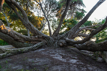 Fototapeta premium Melaleuca Armillaris is a very large tree, with large branches, originally from Australia