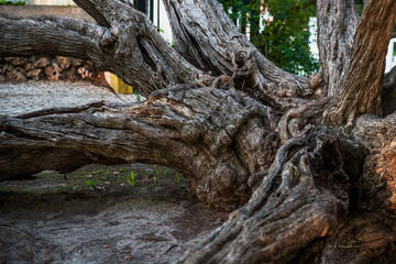 Fototapeta na wymiar Melaleuca Armillaris is a very large tree, with large branches, originally from Australia