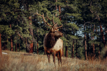 A deer in Colorado