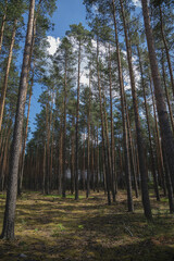 Fototapeta na wymiar forest in the morning. Poland.