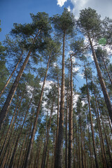 Fototapeta premium pine forest in the morning