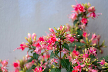 Selective focus of Fuchsia magellanica, Red pink flower in the garden, Hummingbird fuchsia or hardy fuchsia is a species of flowering plant in the family Evening Primrose family, Floral background.