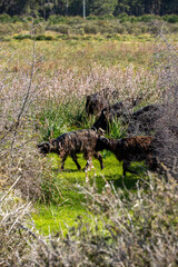 Black goats grazing in the bush and grass