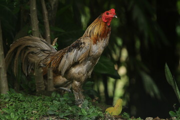 rooster in the farm