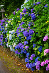 Obraz premium 紫陽花