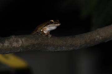 frog on a tree