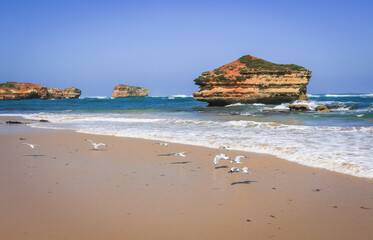 Seagulls flying on the beach in Australia - Twelve Apostles Marine National Park, Victoria