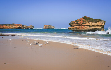 Seagulls flying on the beach in Australia - Twelve Apostles Marine National Park, Victoria