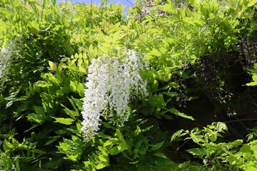 White wisteria flowers and green leaves, close up 