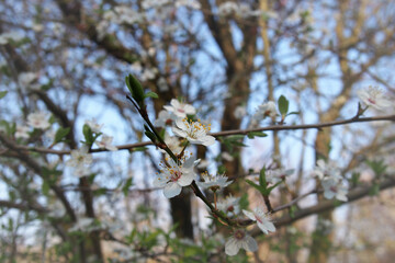 close up of white and pink cherry blossom flowers with a blurred bright branches and blue sky spring nature background
