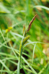 Close-up of inflorescence of green carex pendula, weeping sedge, hanging sedge, Cyperaceae. Nature, botany, wild plant, summer, wallpaper, environment, countryside, flora. Selective focus, vertical.