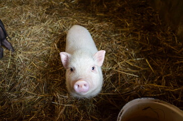 A little piggy on the farm
