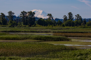 Spencer Island Wetlands with Mount Rainier in the Background