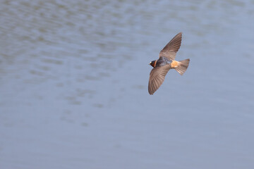 Naklejka premium Cliff Swallow in Graceful Flight