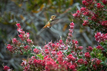 Allen Hummingbird in red Santa Cruz Ca