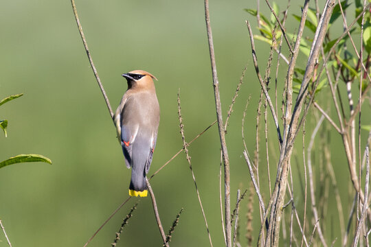 Cedar Waxwing Bird Perches on Twigs
