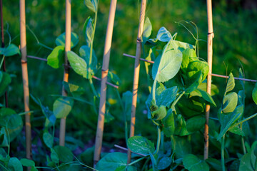 in organic cultivation, the young plant of the garden pea climbs the trellis 