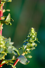 mangold, flower for new seed