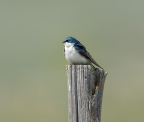 Male Tree Swallow perched in a tree or on a post
