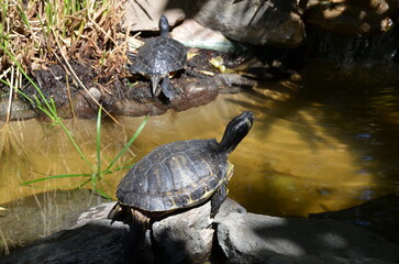 Fototapeta premium turtle in the water