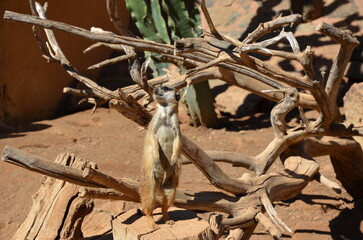 A curious Meerkat standing on dry desert ground near a tree branch, looking around with a curious...
